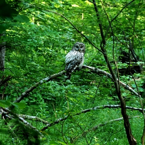 fauna2019b Puszczyk uralski, okolice Chryszczatej (foto: P. Szechyński)