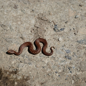 fauna2019d Żmija zygzakowata, tereny wsi Sokoliki Górskie (foto: P. Szechyński)