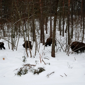 fauna2019f2 Żubry, okolice Woli Michowej (foto: P. Szechyński)