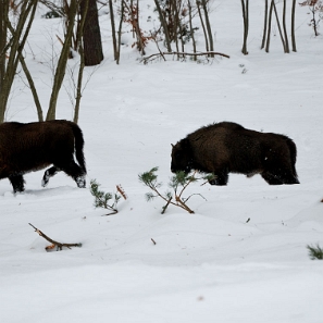 fauna2019f3 Żubry, okolice Woli Michowej (foto: P. Szechyński)