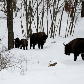 fauna2019f5 Żubry, okolice Woli Michowej (foto: P. Szechyński)