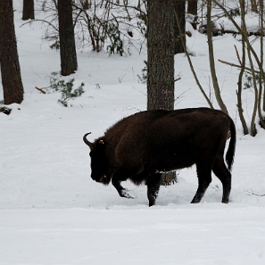 fauna2019f6 Żubr, okolice Woli Michowej (foto: P. Szechyński)