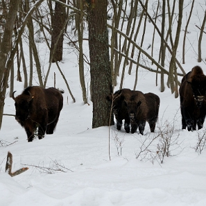 fauna2019f7 Żubry, okolice Woli Michowej (foto: P. Szechyński)