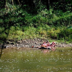 fauna2019g Łania, zagryziona nocą przez wilki, Obłazy (foto: P. Szechyński)