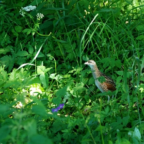 fauna2019j Derkacz, Berehy Górne (foto: P. Szechyński)