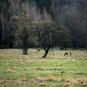 fauna2019k Jelenie, tereny dawnej wsi Caryńskie (foto: P. Szechyński)