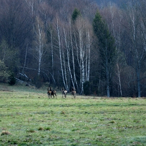 fauna2019l Jelenie, tereny dawnej wsi Caryńskie (foto: P. Szechyński)