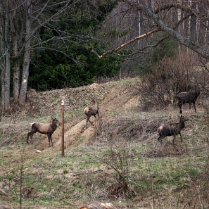 fauna2019n Jelenie pod Połoniną Wetlińską (foto: P. Szechyński)