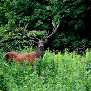 fauna2019o Jeleń, okolice Jabłońskiej Góry (foto: P. Szechyński)