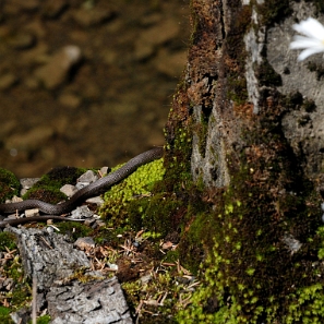 fauna2019q Zaskroniec zwyczajny, Kołonice (foto: P. Szechyński)