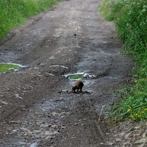 fauna2019r Jeż, tereny wsi Tyskowa (foto: P. Szechyński)