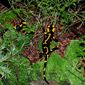 fauna2019ss Salamandra plamista, Kamienna Góra k.Rabego (foto: P. Szechyński)