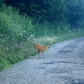 fauna2019u Sarna, ranek w Jabłonkach (foto: P. Szechyński)