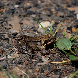 fauna2019y Żaba trawna, Kołonice (foto: P. Szechyński)