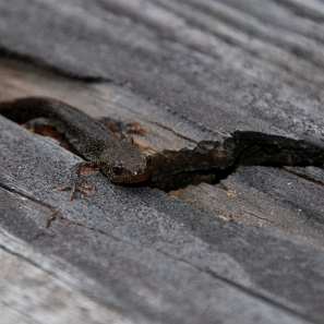 fauna2019z5 Traszka, okolice Skorodnego (foto: P. Szechyński)