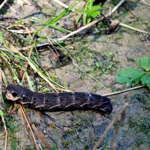 fauna2019zz Gąsienica zawisaka Zmrocznika Gładysza, okolice Korbani (foto: P. Szechyński)