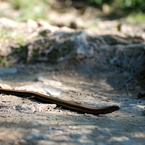 fauna2019zzz Padalec zwyczajny pod Caryńską (foto: P. Szechyński)