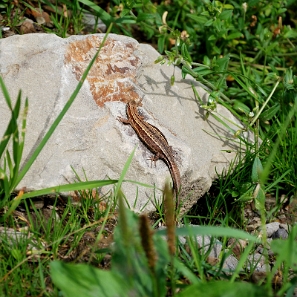 fauna2019zzzzz Jaszczurka żyworodna, dolina Wołosatki (foto: P. Szechyński)