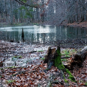 jdusz2009a Jeziorka Duszatyńskie, jesień (foto: P. Szechyński)