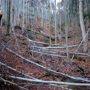 jdusz2009f Jeziorka Duszatyńskie, rezerwat Zwiezło. Las przy jeziorkach po przejściu tzw. okiści końcem listopada 2009 (foto: P. Szechyński)