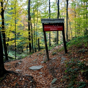 jdusz2013a Jeziorka Duszatyńskie, rezerwat Zwiezło, jesień (foto: P. Szechyński)