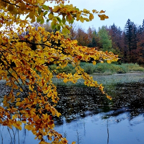 jdusz2013e Jeziorka Duszatyńskie, jesień (foto: P. Szechyński)