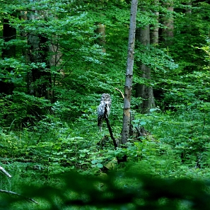 jdusz2019j Jeziorka Duszatyńskie, rezerwat Zwiezło, puszczyk uralski w rezerwacie (foto: P. Szechyński)