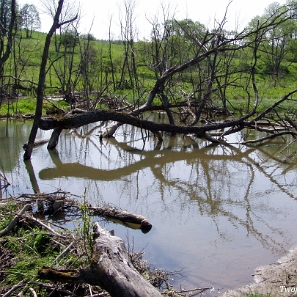 oslawica2005d Osławica, bobrowe rozlewisko w dolnej części wsi, 2005 (foto: P. Szechyński)